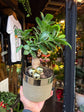 A Ficus Ginseng in front of Urban Tropicana’s Plant Shop in Chiswick London