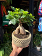 Ficus microcarpa ‘Ginseng’ bonsai in 19cm ceramic pot outside Urban Tropicana plant shop in Chiswick, London