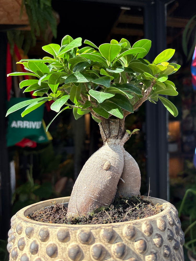 Ficus microcarpa ‘Ginseng’ bonsai in 19cm ceramic pot outside Urban Tropicana plant shop in Chiswick, London