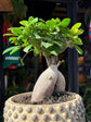 Ficus microcarpa ‘Ginseng’ bonsai in 19cm ceramic pot outside Urban Tropicana plant shop in Chiswick, London