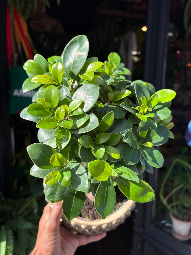 Ficus microcarpa ‘Ginseng’ bonsai in 19cm ceramic pot outside Urban Tropicana plant shop in Chiswick, London