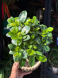 Ficus microcarpa ‘Ginseng’ bonsai in 19cm ceramic pot outside Urban Tropicana plant shop in Chiswick, London