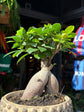 Ficus microcarpa ‘Ginseng’ bonsai in 19cm ceramic pot outside Urban Tropicana plant shop in Chiswick, London