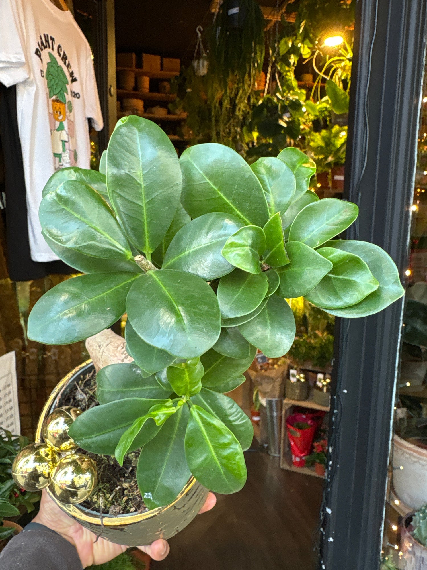 A Ficus Ginseng in front of Urban Tropicana’s Plant Shop in Chiswick London