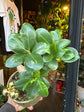 A Ficus Ginseng in front of Urban Tropicana’s Plant Shop in Chiswick London