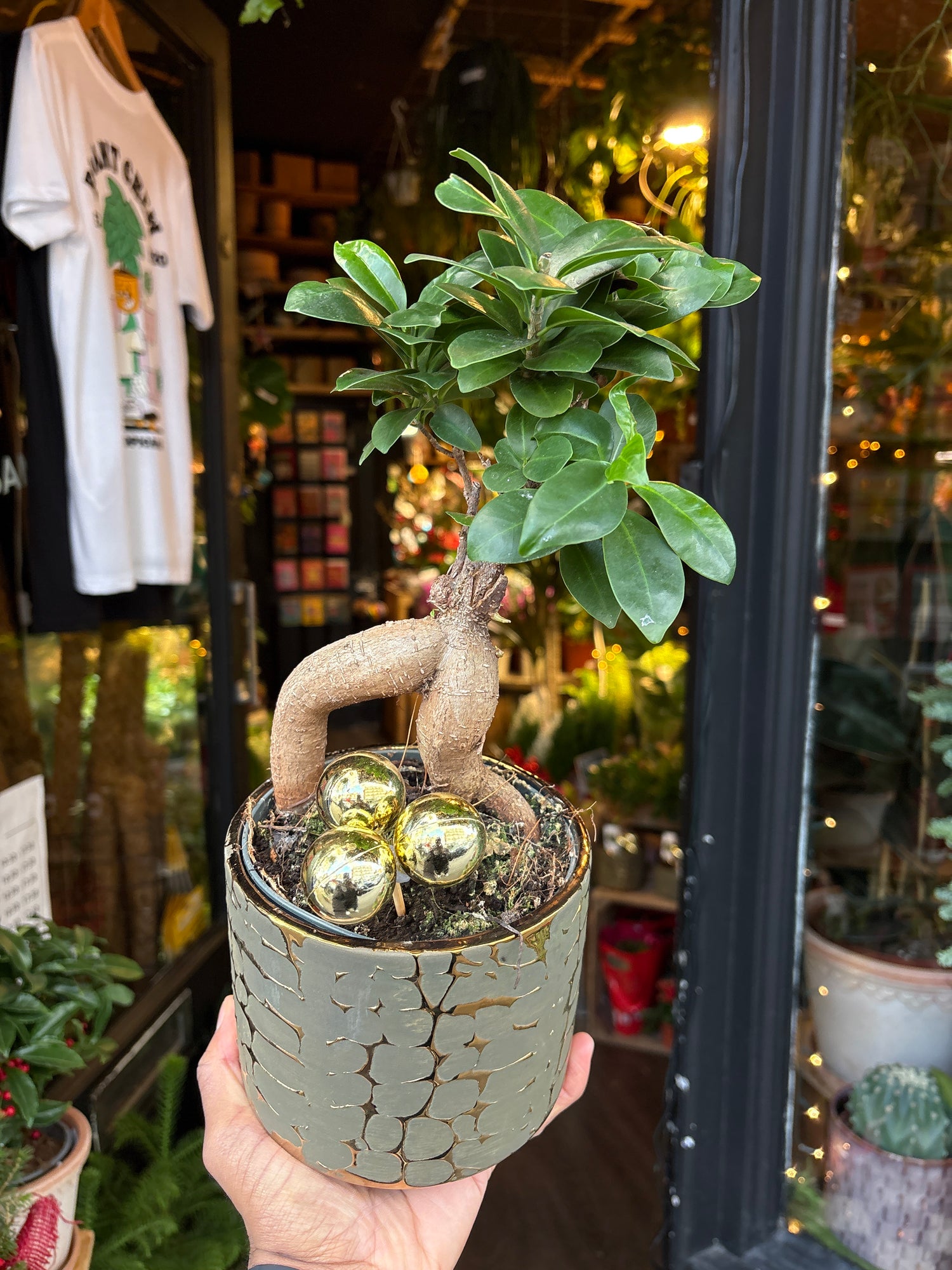 A Ficus Ginseng in front of Urban Tropicana’s Plant Shop in Chiswick London