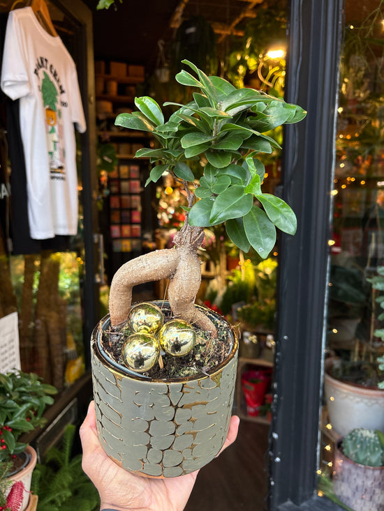 A Ficus Ginseng in front of Urban Tropicana’s Plant Shop in Chiswick London