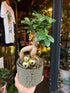 A Ficus Ginseng in front of Urban Tropicana’s Plant Shop in Chiswick London