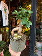 A Ficus Ginseng in front of Urban Tropicana’s Plant Shop in Chiswick London