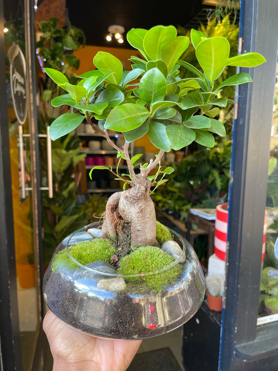 A Ficus Ginseng Mini Garden plant in front of Urban Tropicana&