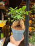 A Ficus Ginseng Retusa plant in front of Urban Tropicana’s Plant Shop in Chiswick London