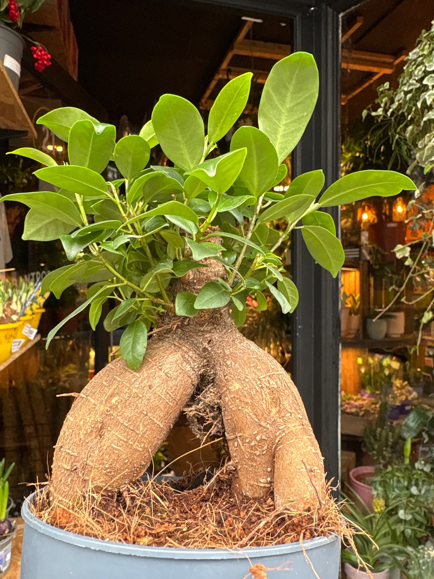 A Ficus Ginseng Retusa plant in front of Urban Tropicana’s Plant Shop in Chiswick London