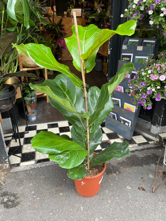 A Ficus Lyrata plant with huge, glossy, fiddle-shaped leaves with prominent veins in front of Urban Tropicana Plant shop in Chiswick London