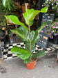 A Ficus Lyrata plant with huge, glossy, fiddle-shaped leaves with prominent veins in front of Urban Tropicana Plant shop in Chiswick London