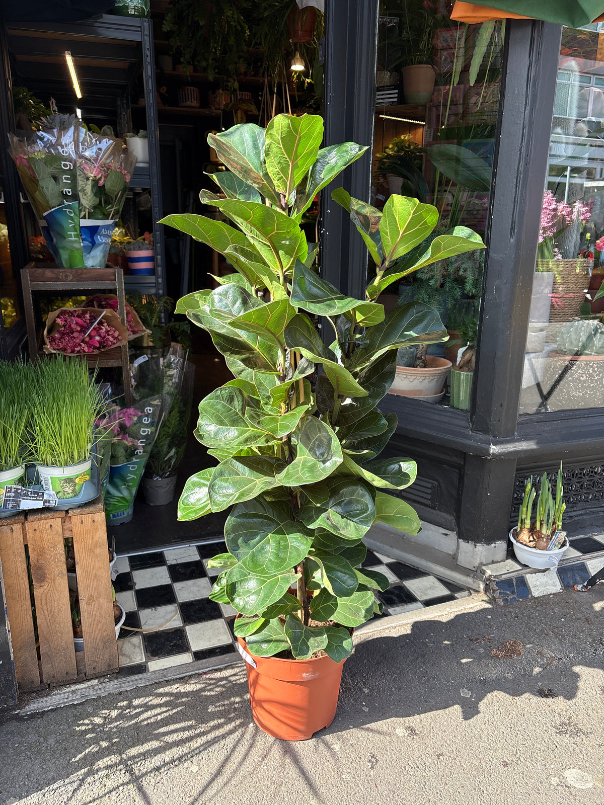 Ficus lyrata ‘Bambino’, a fiddle-leaf fig with glossy green foliage, standing near the entrance of Urban Tropicana’s Plant Shop, Chiswick, London