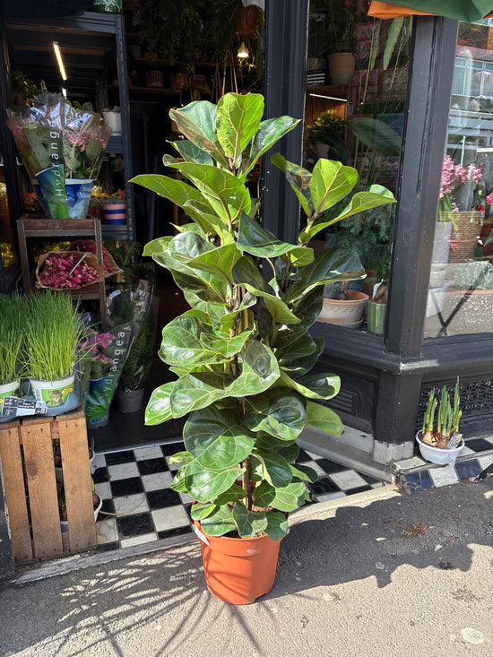 Ficus lyrata ‘Bambino’, a fiddle-leaf fig with glossy green foliage, standing near the entrance of Urban Tropicana’s Plant Shop, Chiswick, London