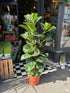 Ficus lyrata ‘Bambino’, a fiddle-leaf fig with glossy green foliage, standing near the entrance of Urban Tropicana’s Plant Shop, Chiswick, London