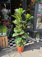 Ficus lyrata ‘Bambino’, a fiddle-leaf fig with glossy green foliage, standing near the entrance of Urban Tropicana’s Plant Shop, Chiswick, London