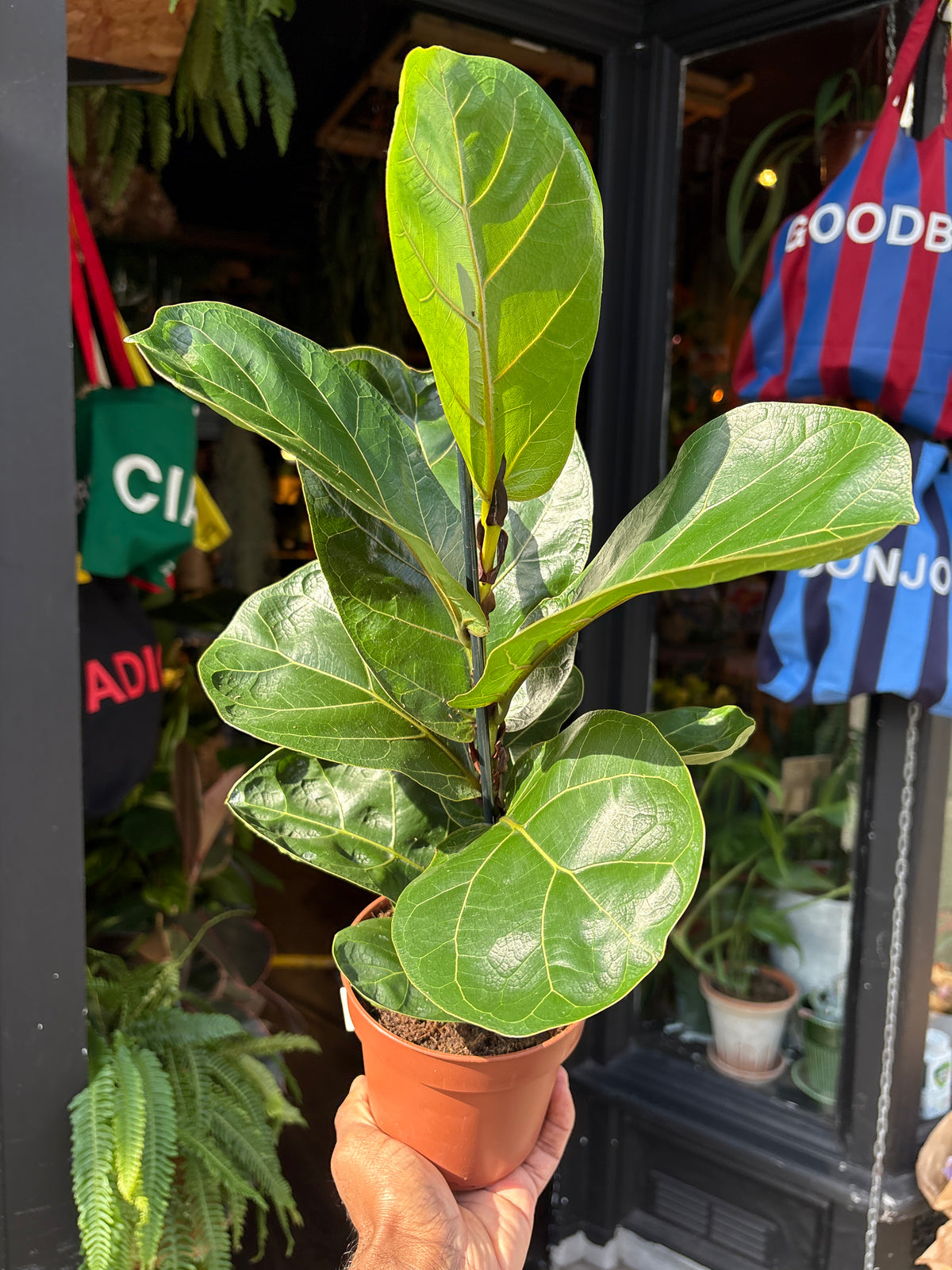 Ficus lyrata ‘Bambino’ (Fiddle Leaf Fig) houseplant in 12cm pot outside Urban Tropicana plant shop in Chiswick, London
