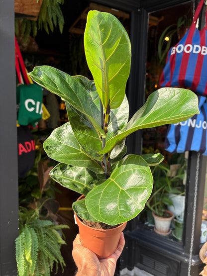 Ficus lyrata ‘Bambino’ (Fiddle Leaf Fig) houseplant in 12cm pot outside Urban Tropicana plant shop in Chiswick, London