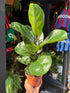 Ficus lyrata ‘Bambino’ (Fiddle Leaf Fig) houseplant in 12cm pot outside Urban Tropicana plant shop in Chiswick, London
