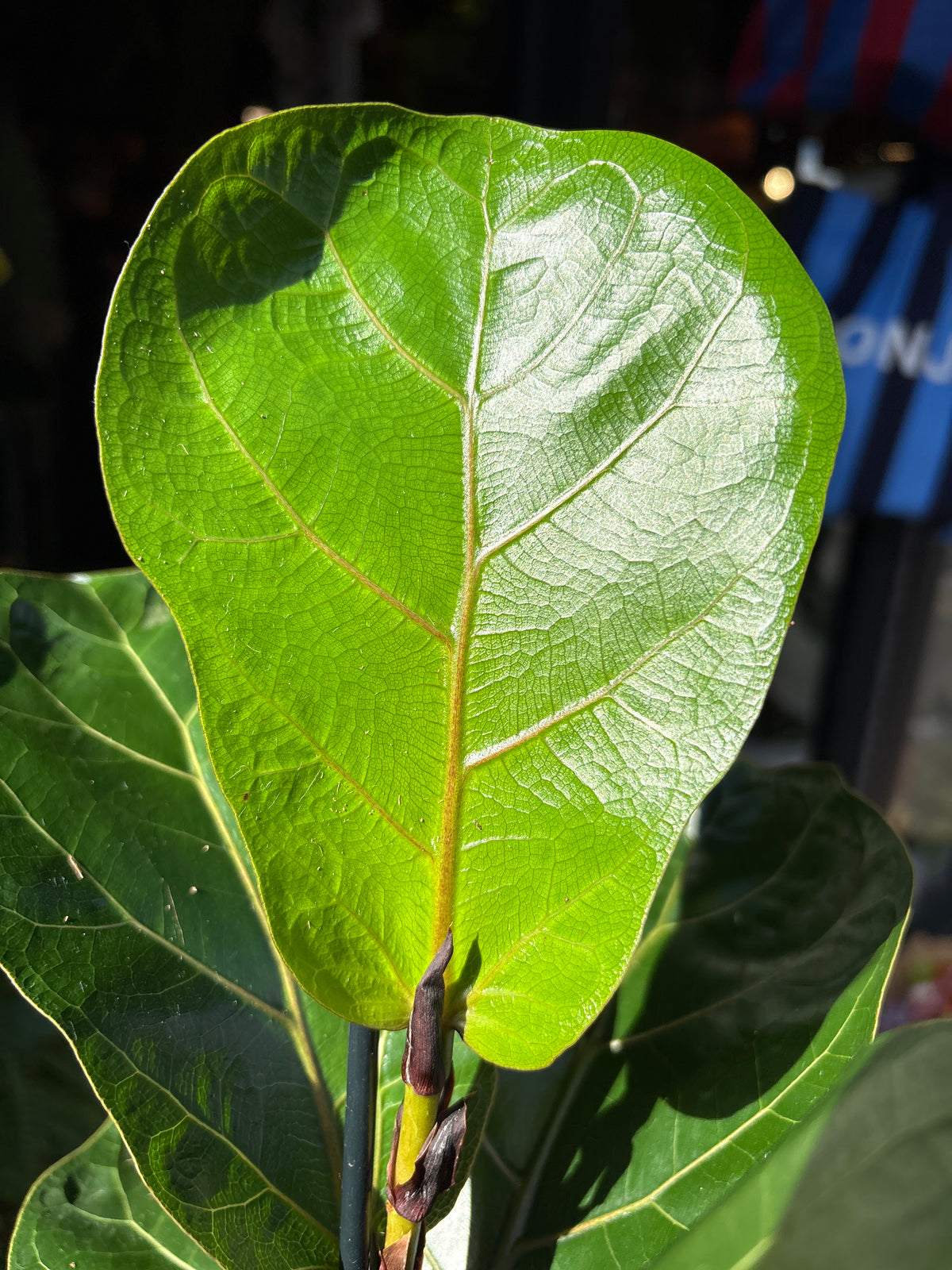 Ficus lyrata ‘Bambino’ (Fiddle Leaf Fig) houseplant in 12cm pot outside Urban Tropicana plant shop in Chiswick, London