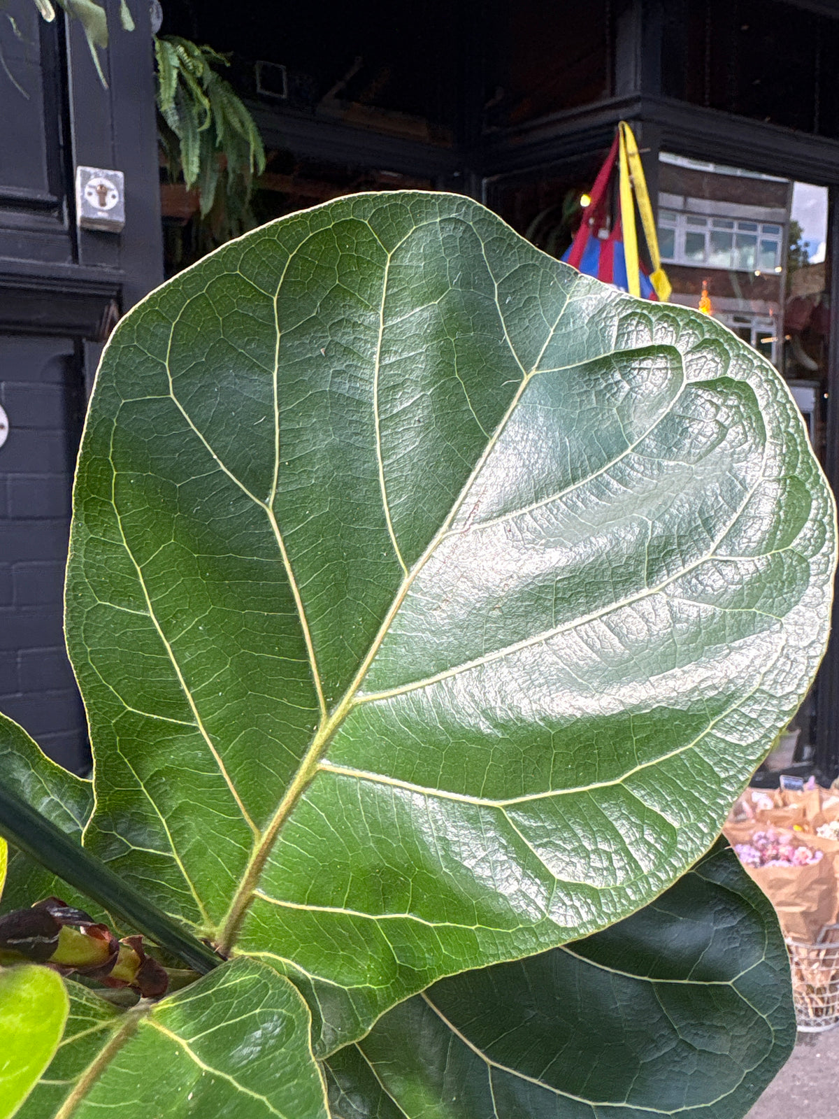 Ficus lyrata ‘Bambino’ (Fiddle Leaf Fig) houseplant in 12cm pot outside Urban Tropicana plant shop in Chiswick, London