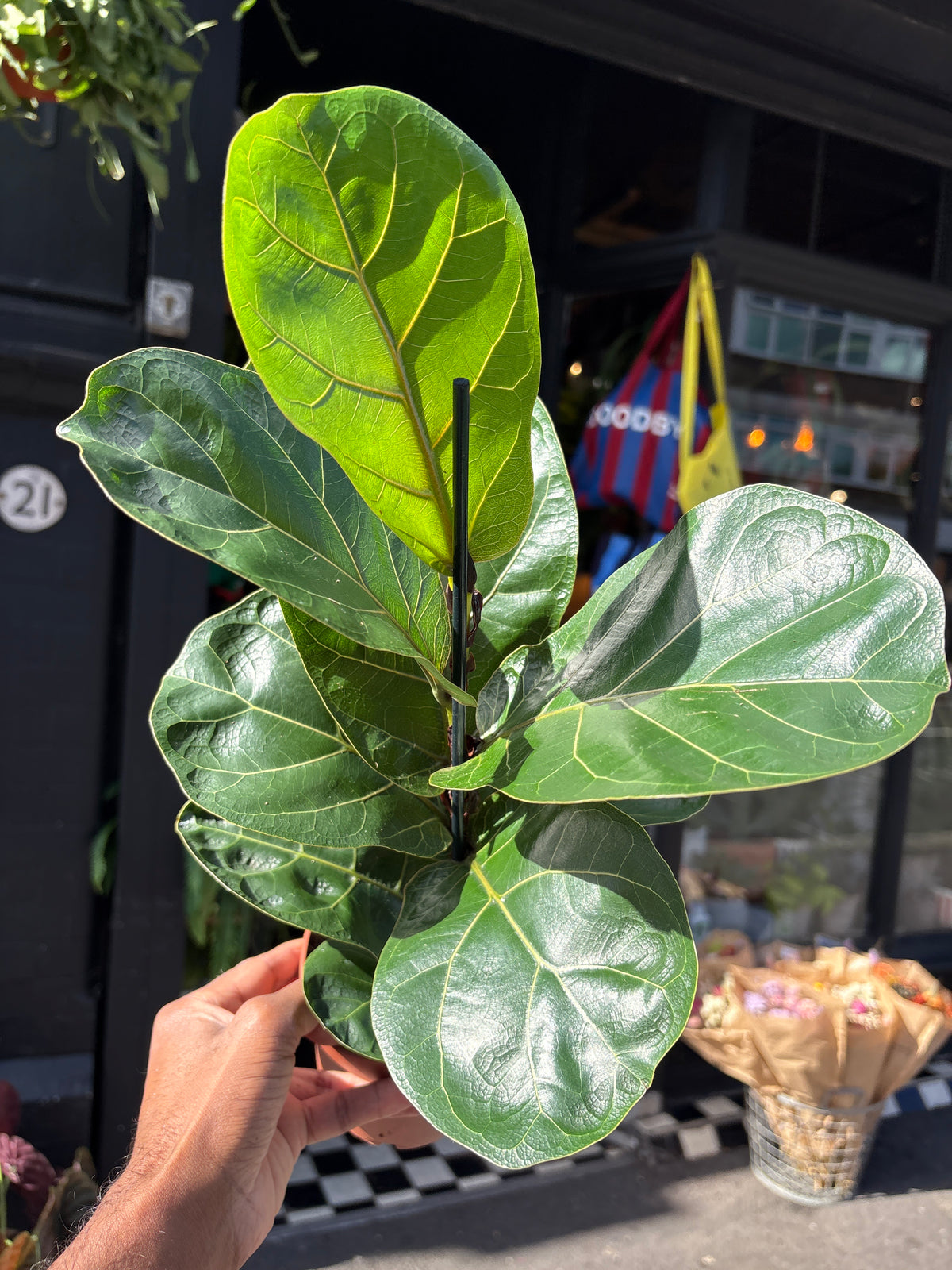 Ficus lyrata ‘Bambino’ (Fiddle Leaf Fig) houseplant in 12cm pot outside Urban Tropicana plant shop in Chiswick, London