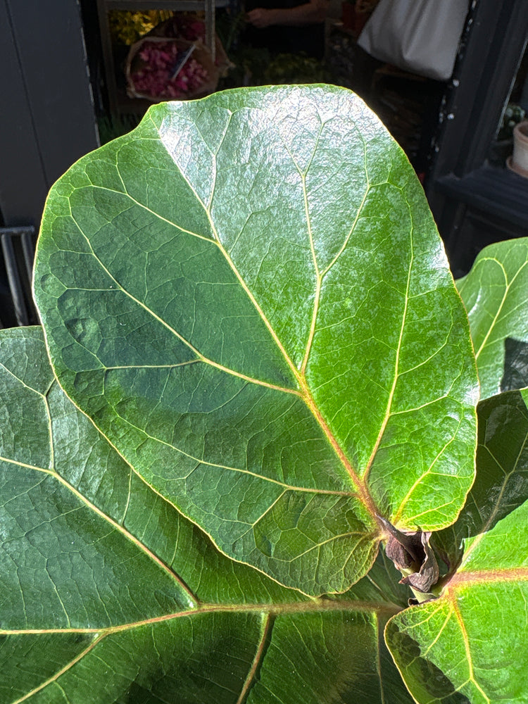 Ficus lyrata ‘Bambino’, a fiddle-leaf fig with glossy green foliage, standing near the entrance of Urban Tropicana’s Plant Shop, Chiswick, London