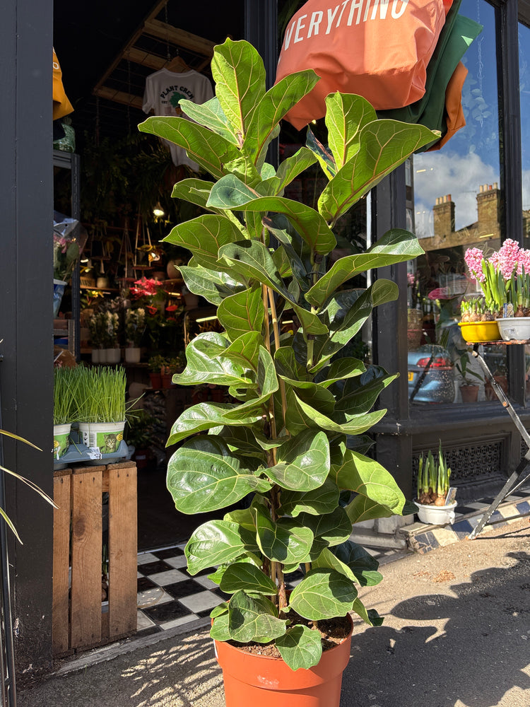Ficus lyrata ‘Bambino’, a fiddle-leaf fig with glossy green foliage, standing near the entrance of Urban Tropicana’s Plant Shop, Chiswick, London