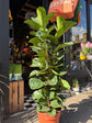 Ficus lyrata ‘Bambino’, a fiddle-leaf fig with glossy green foliage, standing near the entrance of Urban Tropicana’s Plant Shop, Chiswick, London