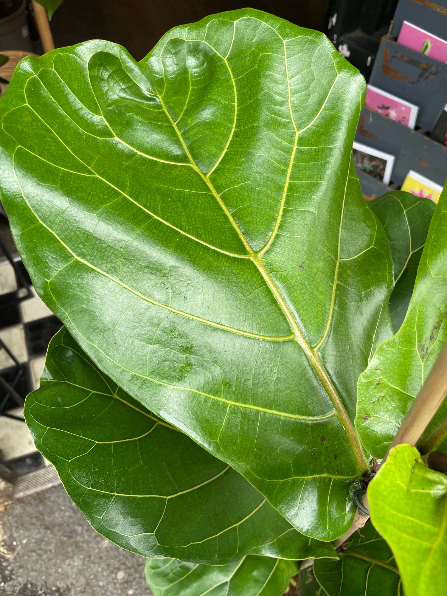 A Ficus Lyrata plant with huge, glossy, fiddle-shaped leaves with prominent veins in front of Urban Tropicana Plant shop in Chiswick London