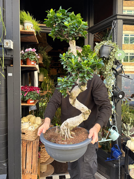 A Ficus Microcarpa ‘Ginseng’ plant in front of Urban Tropicana’s Plant Shop in Chiswick London