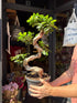 Ficus microcarpa ‘Ginseng’ bonsai outside Urban Tropicana plant shop in Chiswick, London