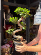 Ficus microcarpa ‘Ginseng’ bonsai outside Urban Tropicana plant shop in Chiswick, London