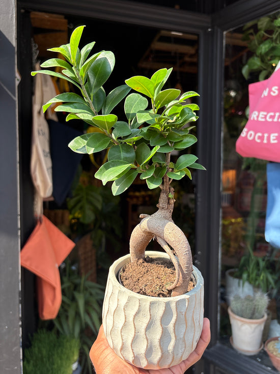 A Ficus Microcarpa Ginseng outside Urban Tropicana’s houseplant store in Chiswick, West London 
