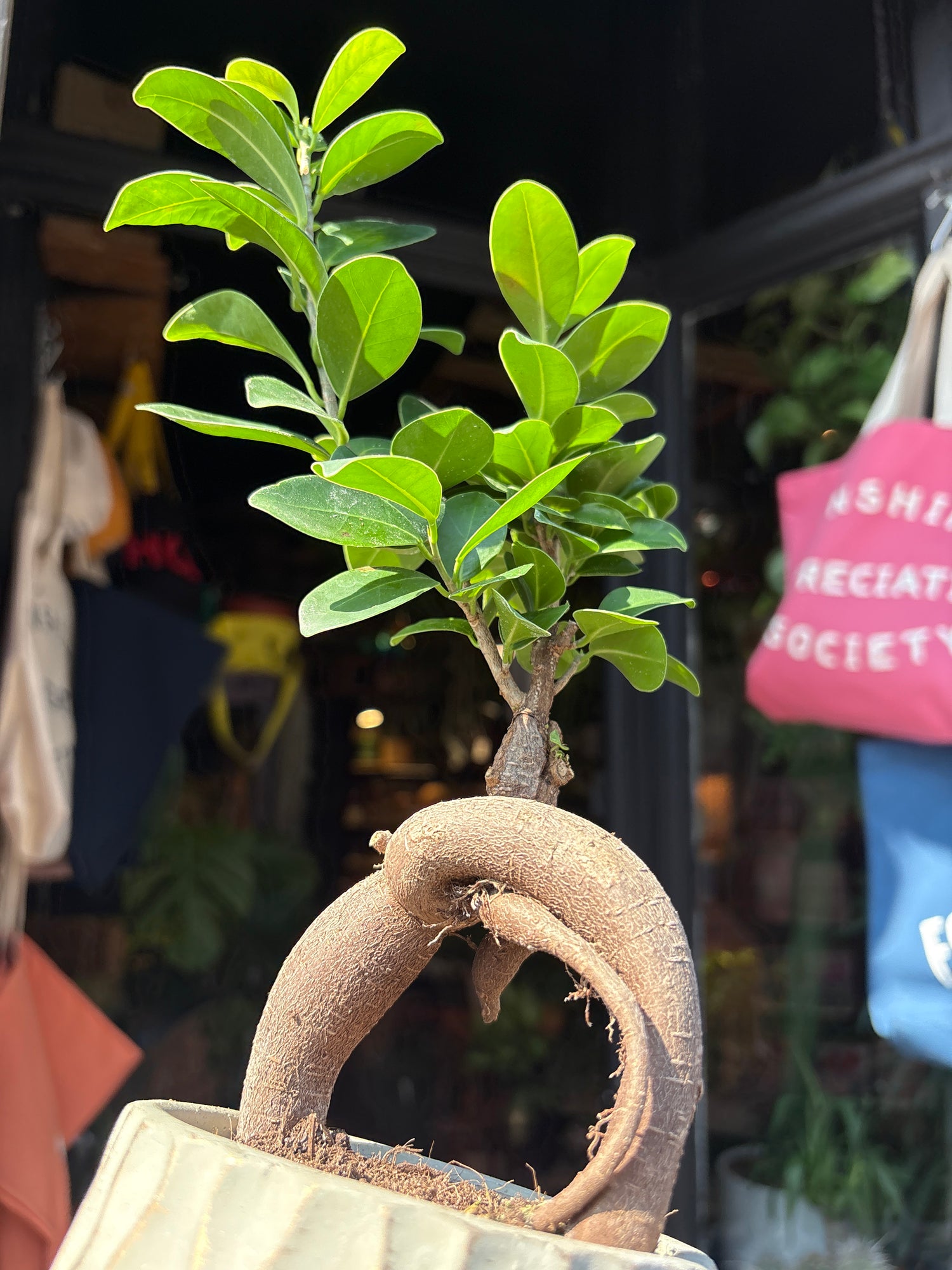 A Ficus Microcarpa Ginseng outside Urban Tropicana’s houseplant store in Chiswick, West London 