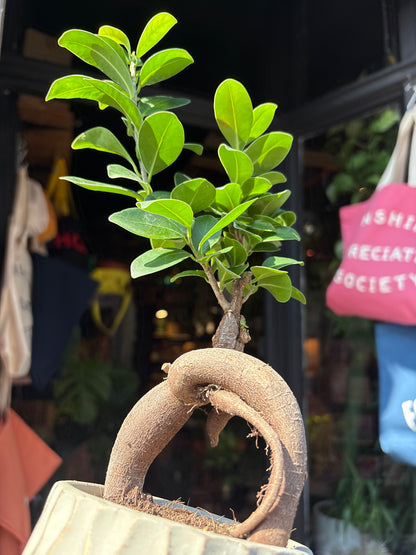A Ficus Microcarpa Ginseng outside Urban Tropicana’s houseplant store in Chiswick, West London 