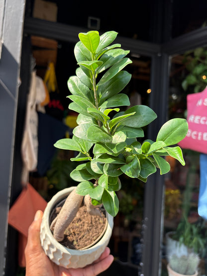 A Ficus Microcarpa Ginseng outside Urban Tropicana’s houseplant store in Chiswick, West London 