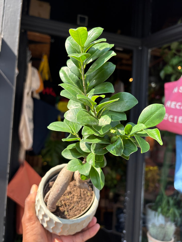 A Ficus Microcarpa Ginseng outside Urban Tropicana’s houseplant store in Chiswick, West London 