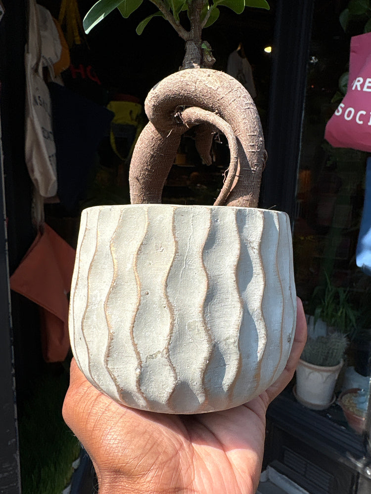 A Ficus Microcarpa Ginseng outside Urban Tropicana’s houseplant store in Chiswick, West London 