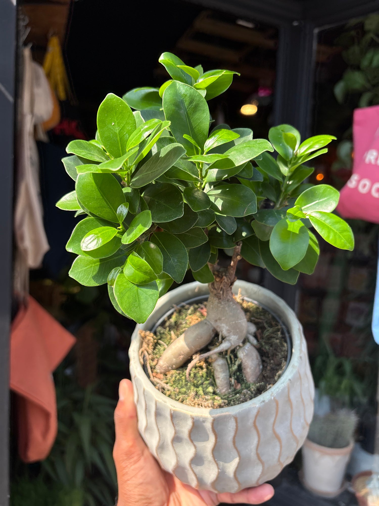 A Ficus Microcarpa Ginseng outside Urban Tropicana’s houseplant store in Chiswick, West London 