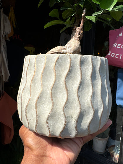 A Ficus Microcarpa Ginseng outside Urban Tropicana’s houseplant store in Chiswick, West London 