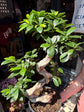 Ficus microcarpa ‘Ginseng’ bonsai outside Urban Tropicana plant shop in Chiswick, London
