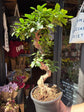 Ficus microcarpa ‘Ginseng’ bonsai outside Urban Tropicana plant shop in Chiswick, London