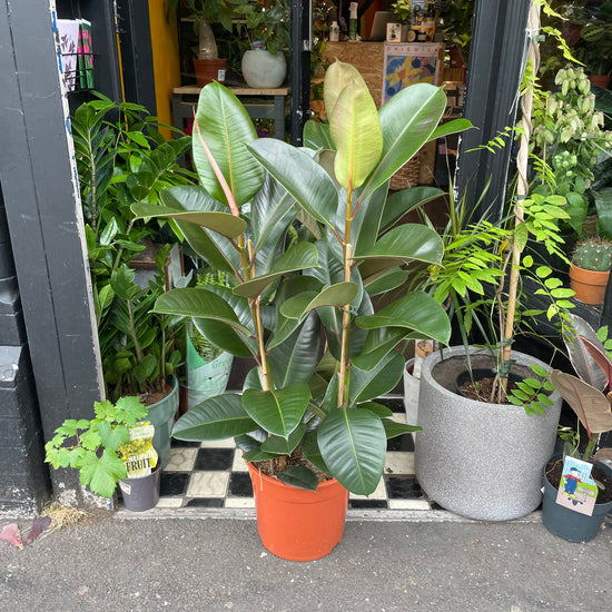 A Ficus Robusta plant also known as a Rubber Plant in front of Urban Tropicana&