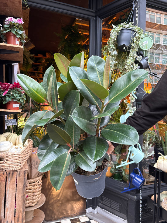 A Ficus Robusta plant in front of Urban Tropicana’s Plant Shop in Chiswick London