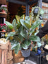 A Ficus Robusta plant in front of Urban Tropicana’s Plant Shop in Chiswick London
