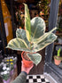 A Ficus Tineke plant also known as a variegated Rubber Plant in front of Urban Tropicana&