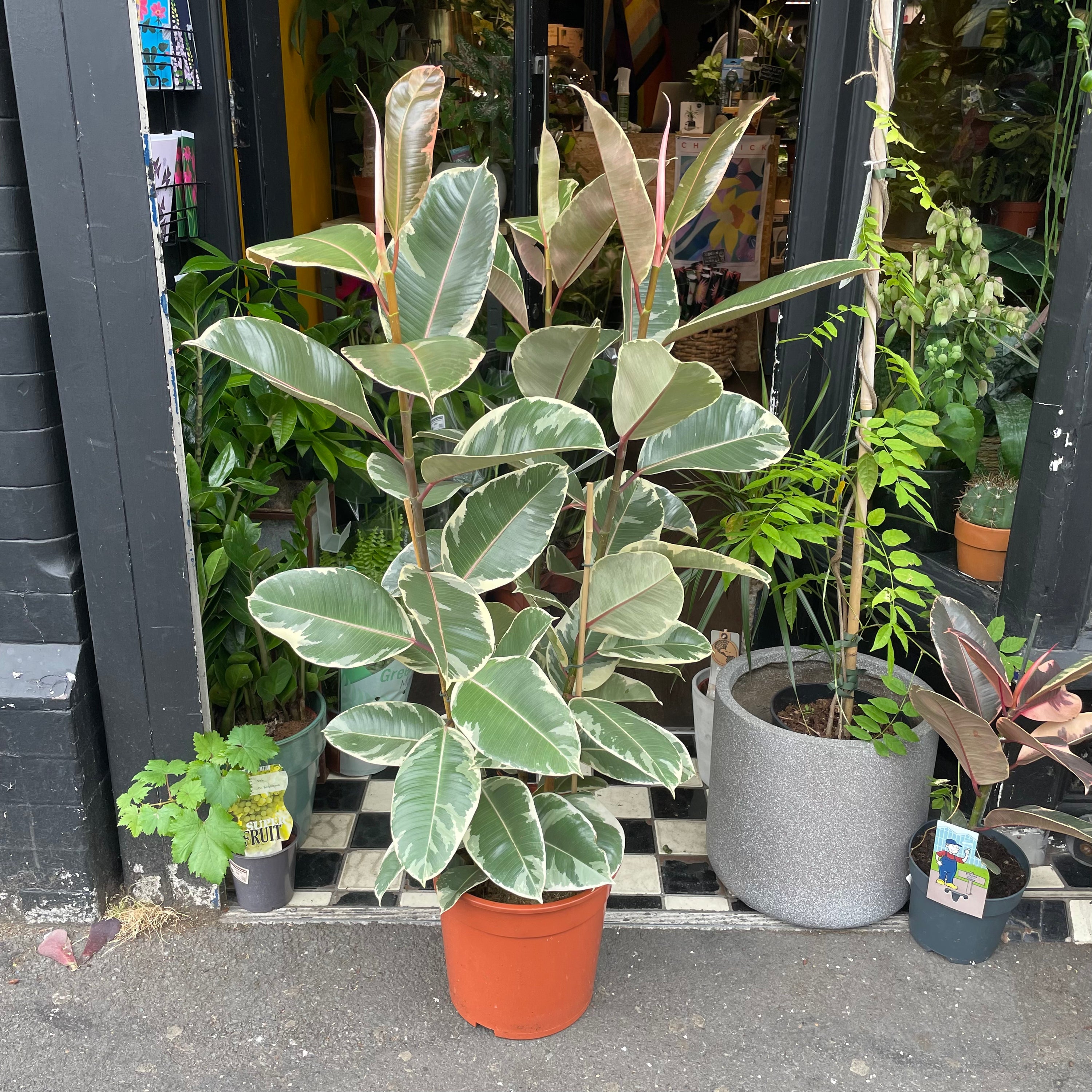 A Ficus Tineke also know as a Rubber Plant in front of Urban Tropicana&